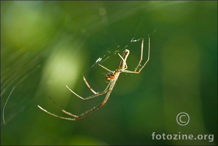 spiderman-na-mreži