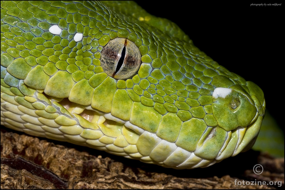 Green tree python head shot