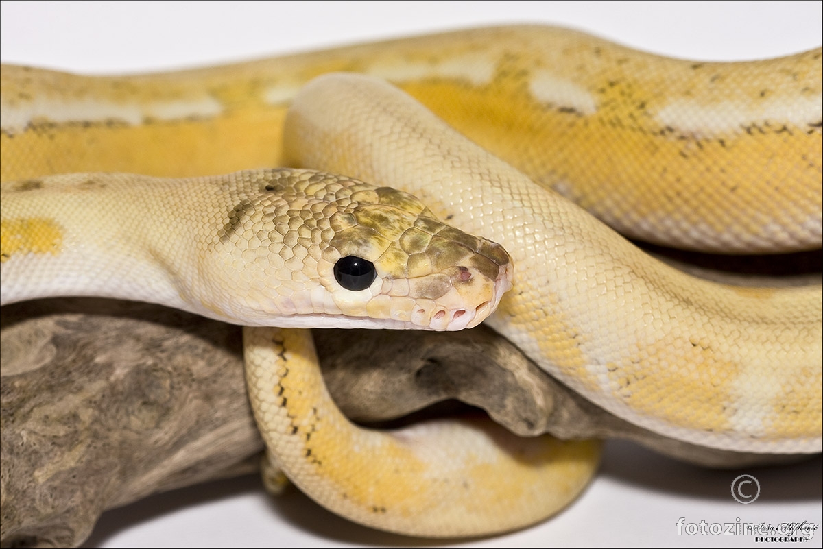 Ultra Ivory reticulated python