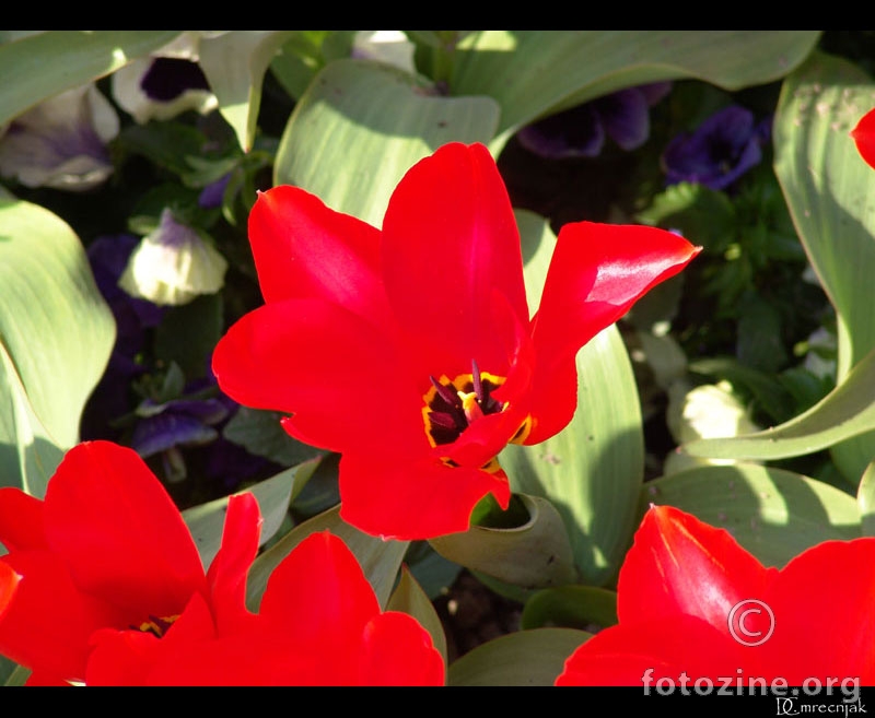 Crveni tulipani II