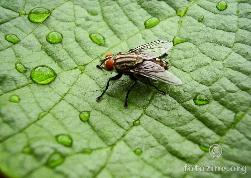 the fly