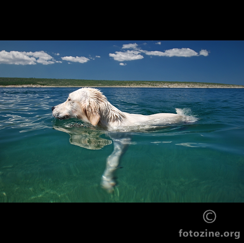 Velika bijela morska psina