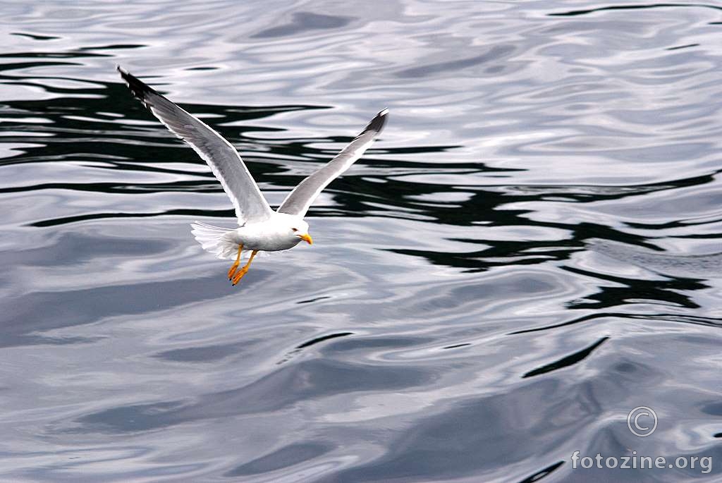 Galeb klaukavac, Larus michahellis