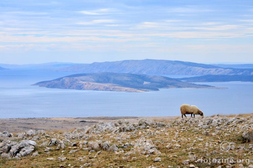 pašnjak s pogledom