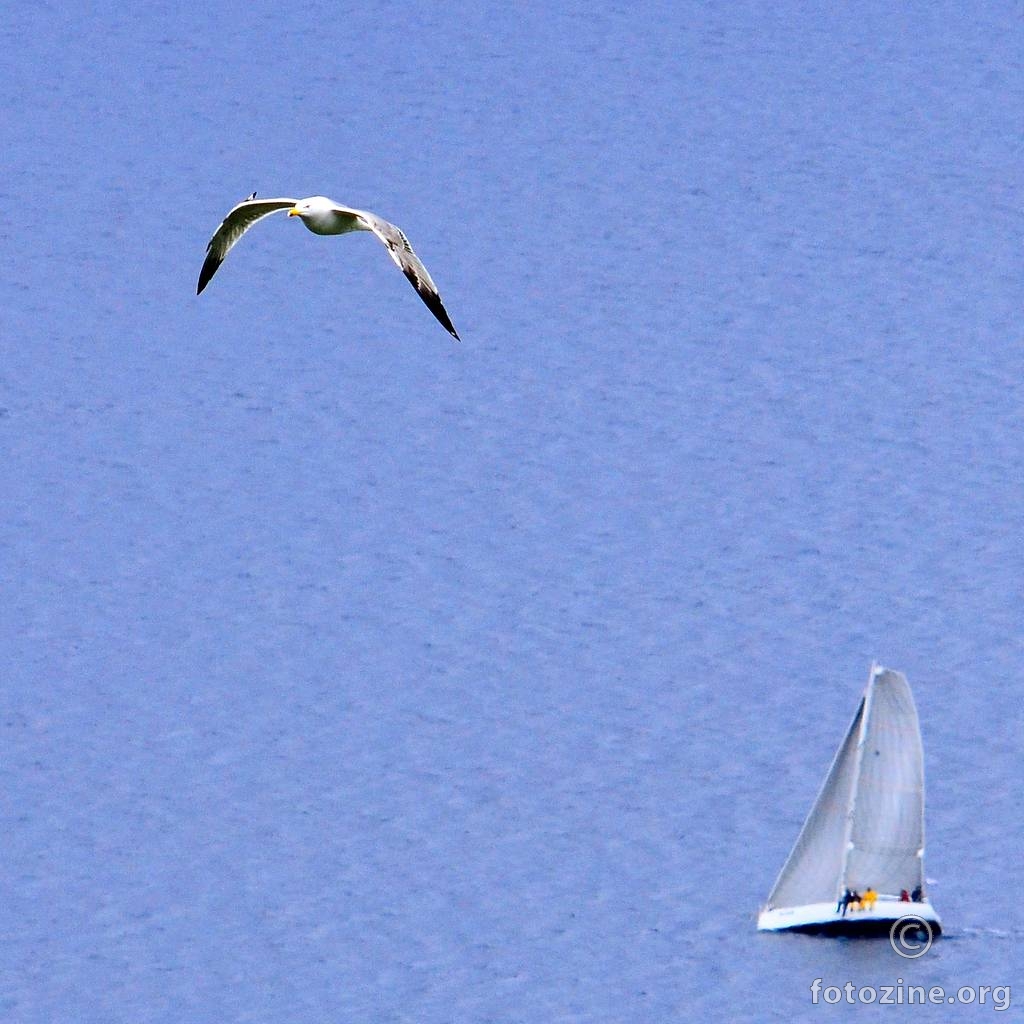 letjelice