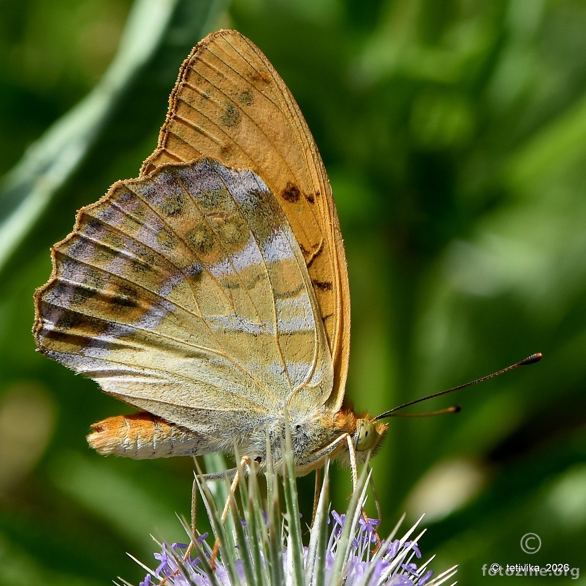 Argynnis paphia