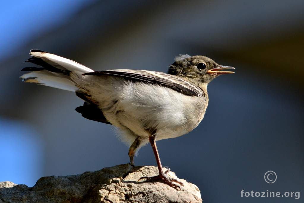 Bijela pastirica, Motacilla alba
