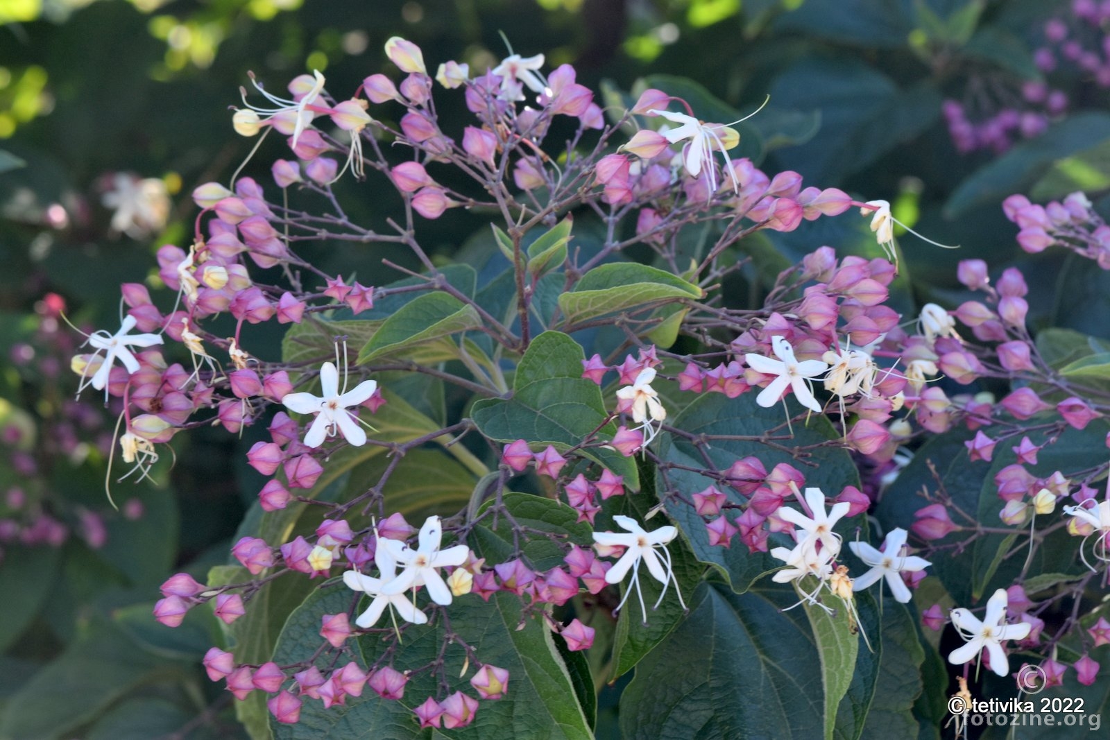 Klerodendron, Clerodendron trichotomum