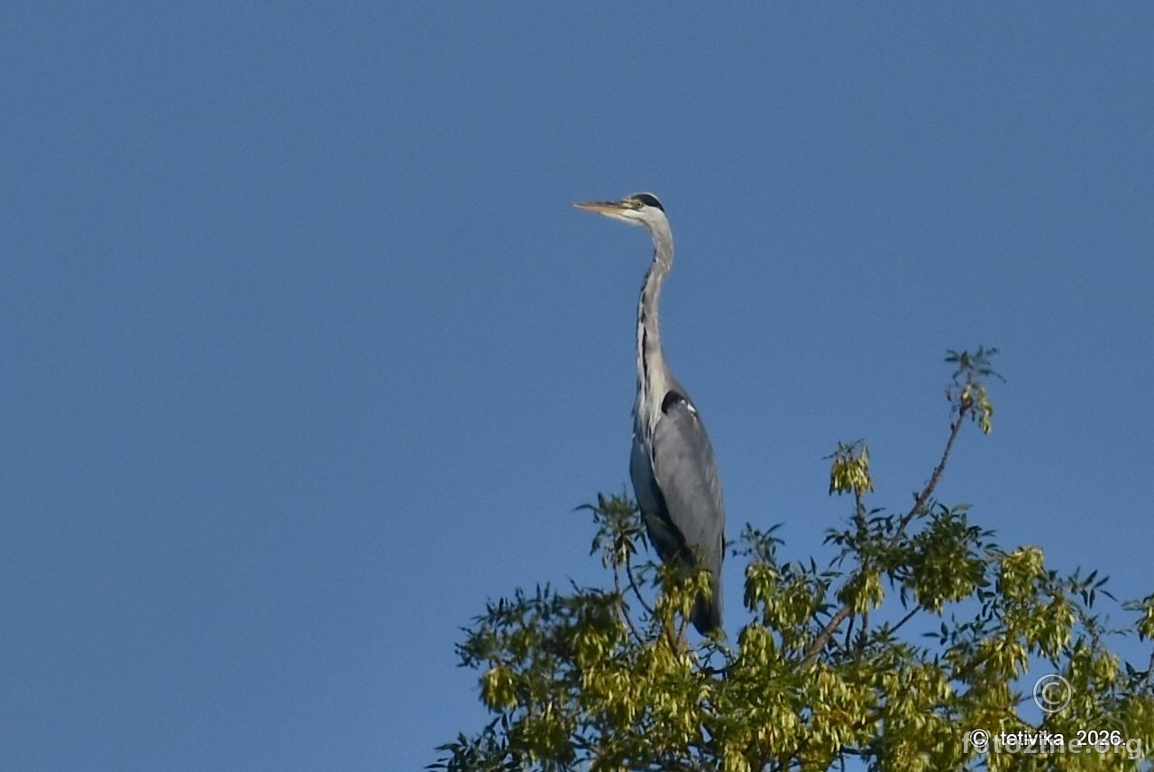 Siva čaplja, Ardea cinerea