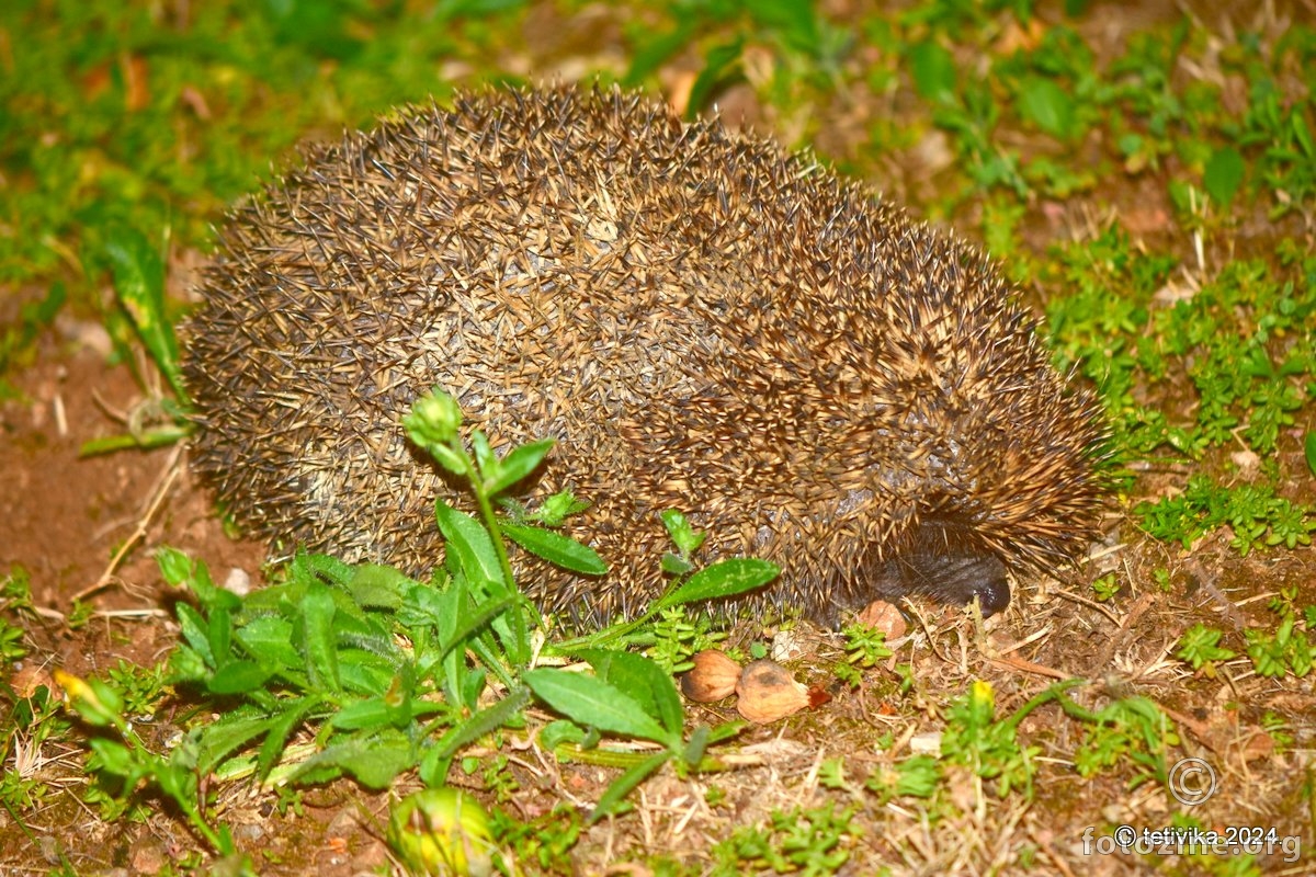 Ježurka Ježić, Erinaceus concolor
