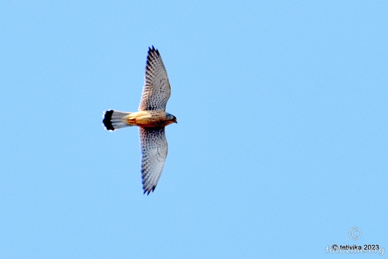 Mali sokol, Falco columbarius