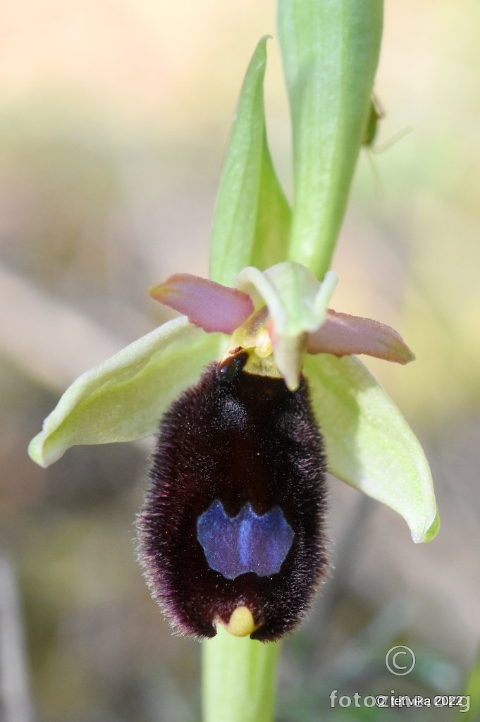 Bertolonijeva kokica, Ophrys bertolonii