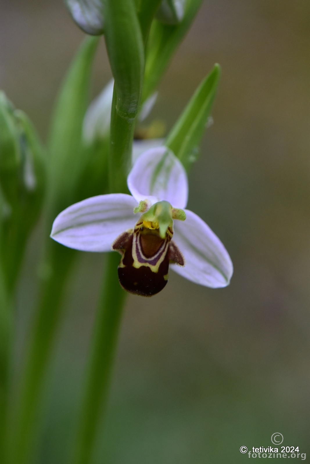 Pčelina kokica, Ophrys apifera var. chlorantha