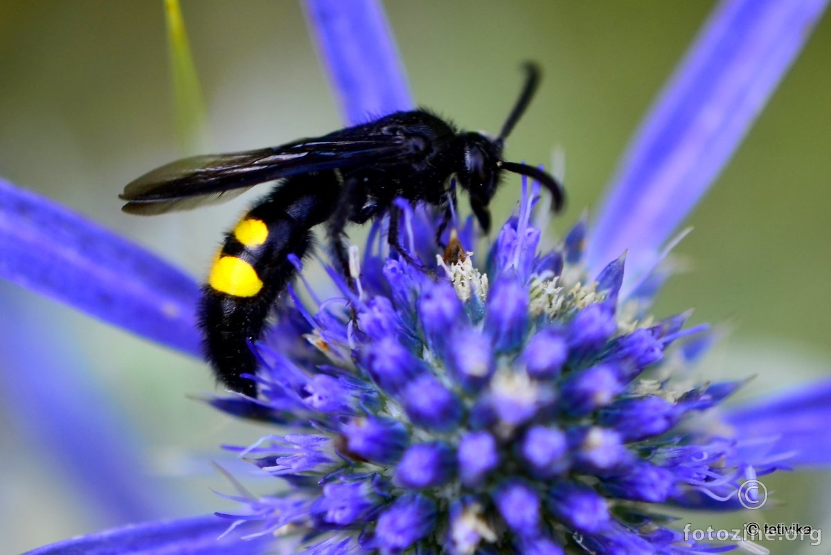 Scolia qudripunctata