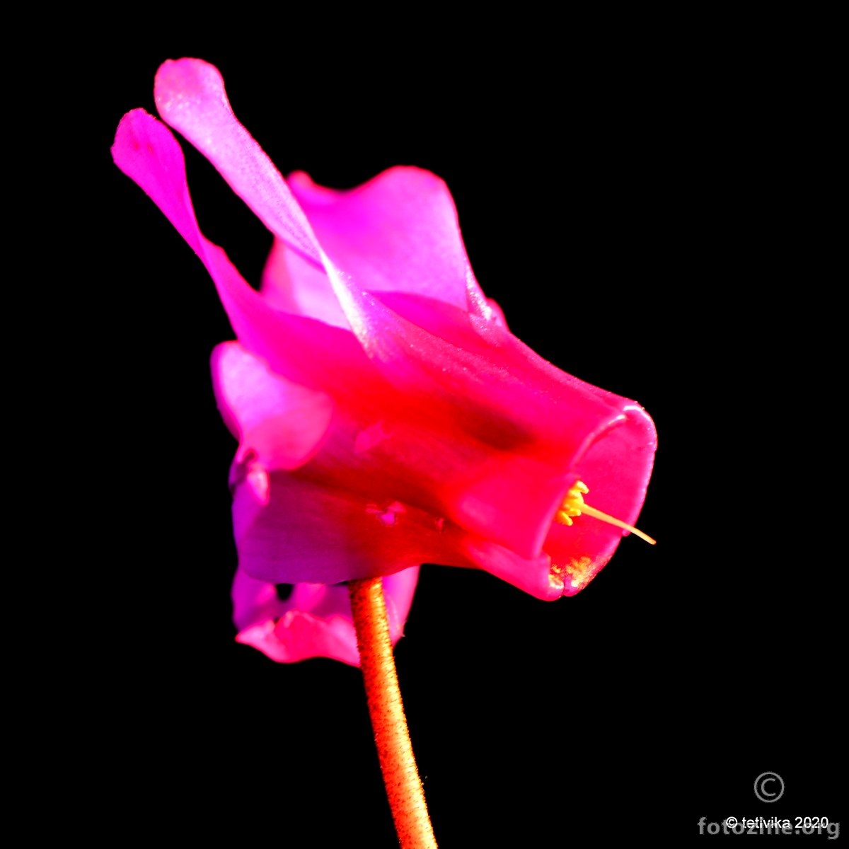Skrižalina, Cyclamen repandum