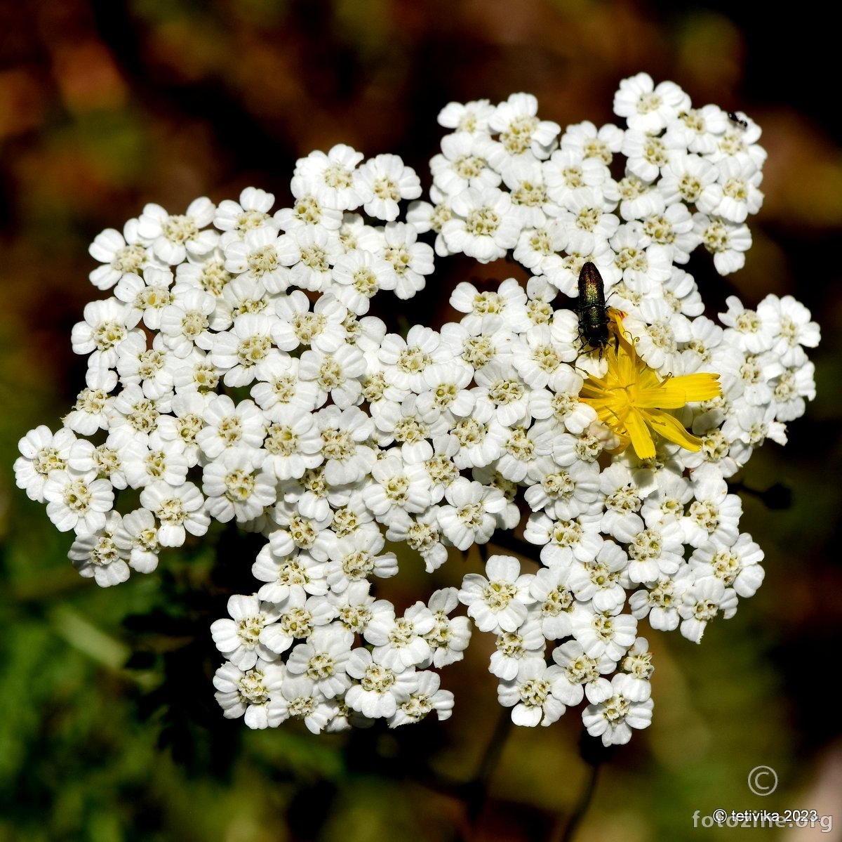 Stolisnik, Achillea millefolium 