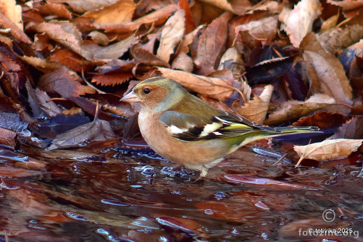 Zeba, Fringilla coelebs