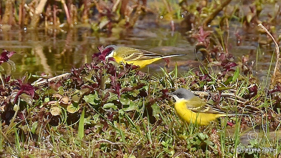 Žuta pastirica, Motacilla flava