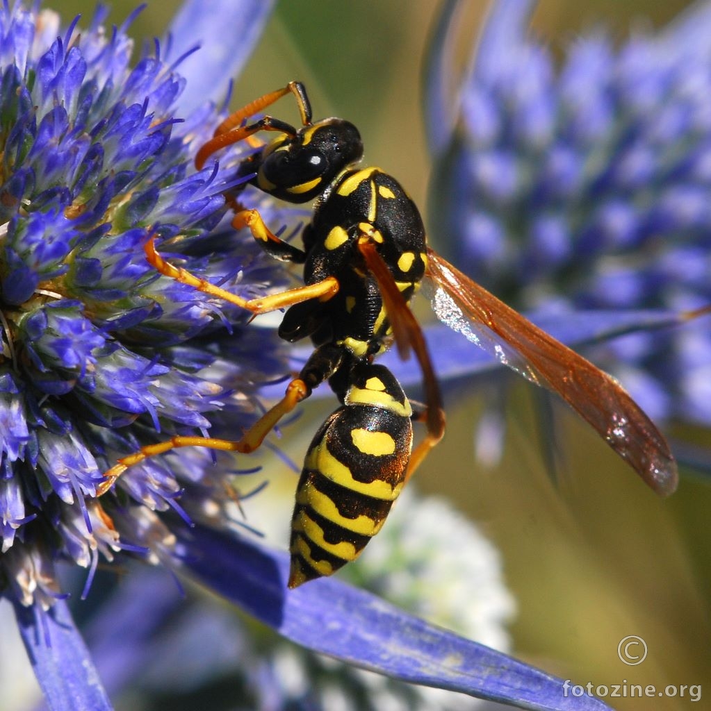 Osa, Vespula vulgaris