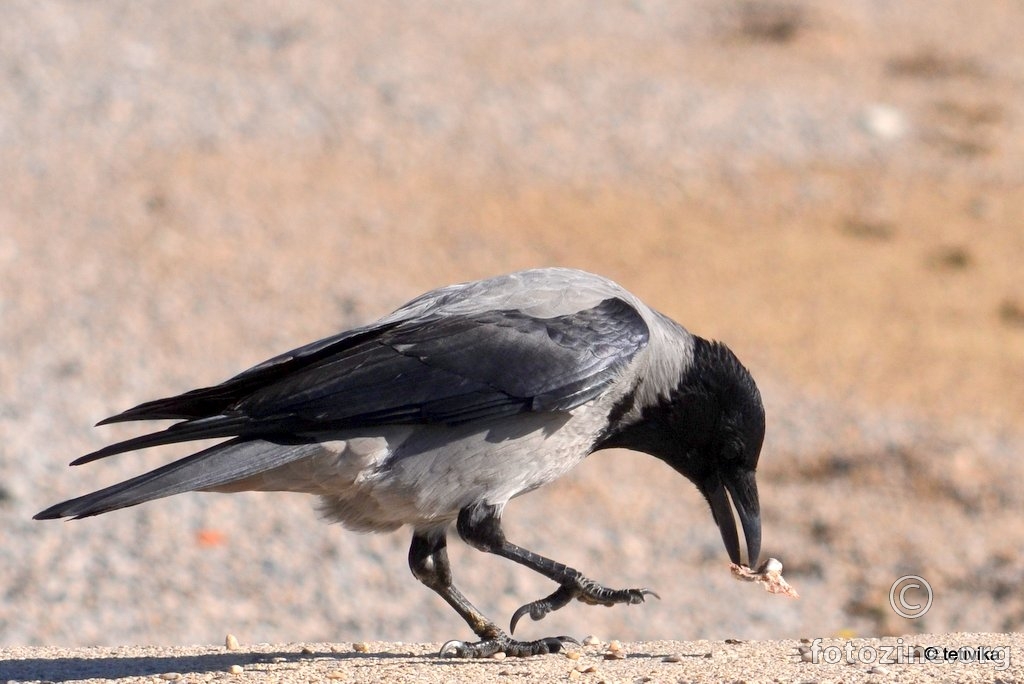 Siva vrana, Corvus cornix