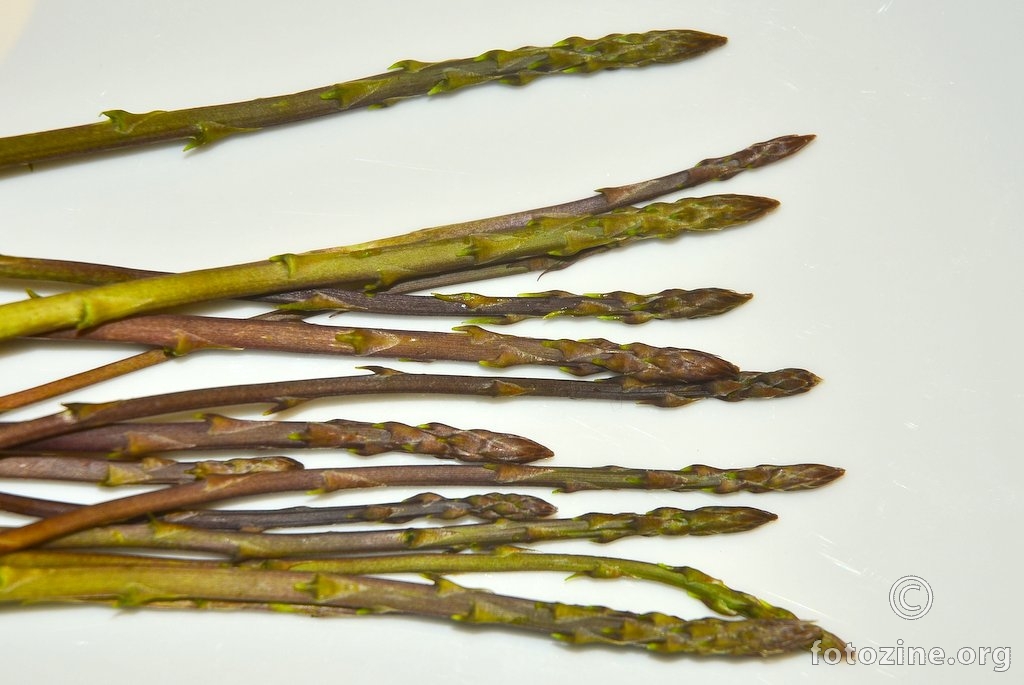 Oštrolisna šparoga, Asparagus acutifolius