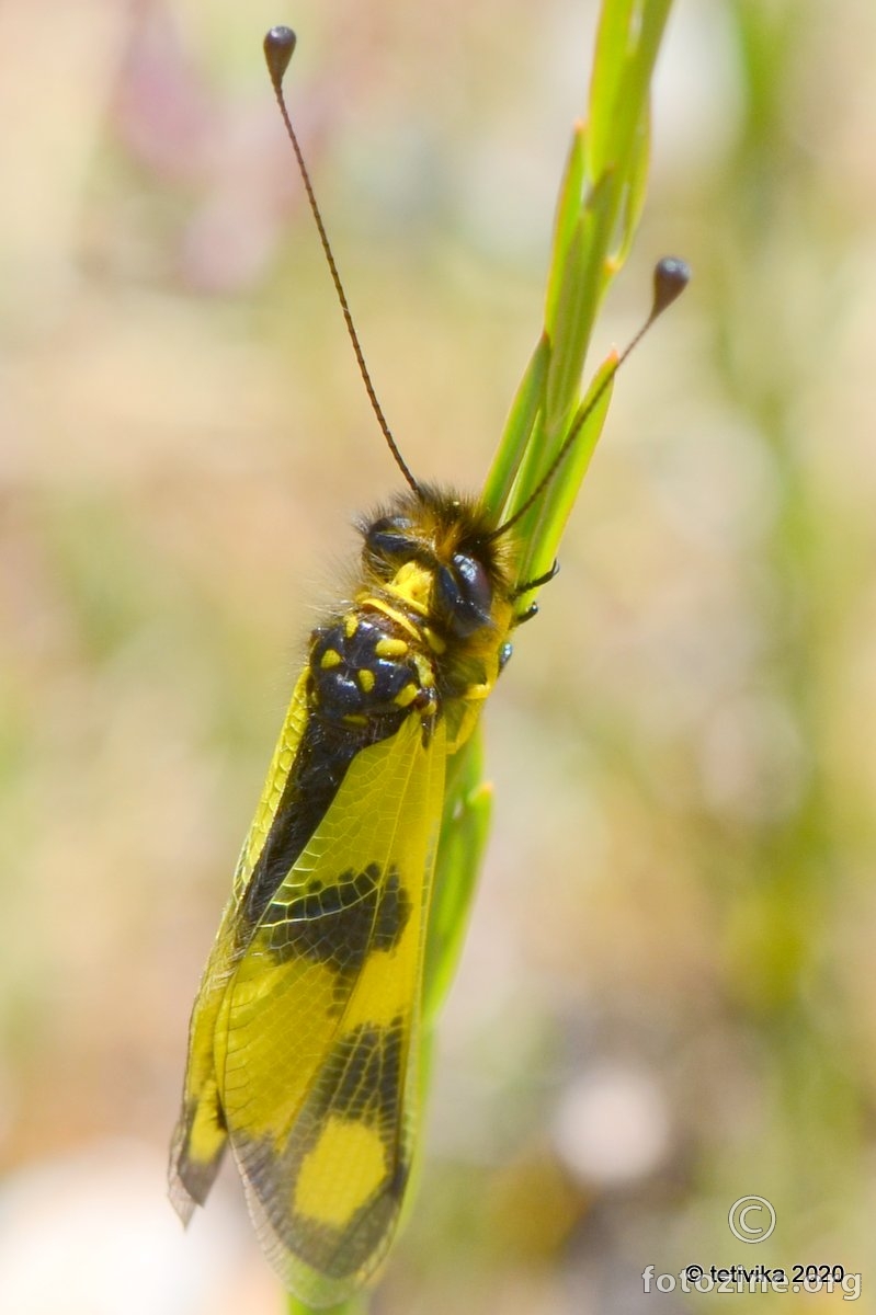 Žuti leptirak, Libelloides macaronius
