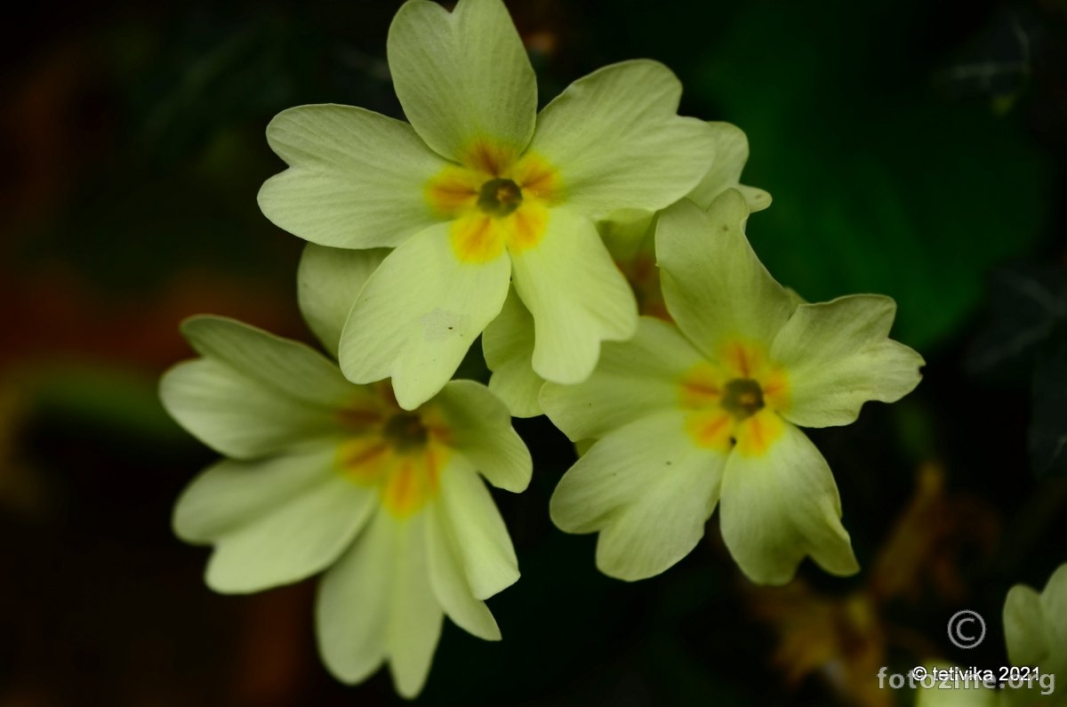 Jagorčevina, Primula acaulis