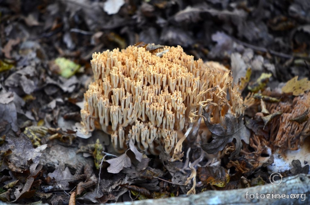 Opletena capica, Ramaria mycelioza