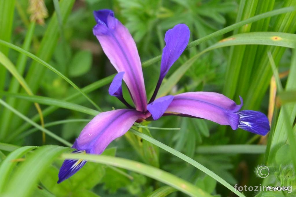 Uskolisna perunika, Iris graminea
