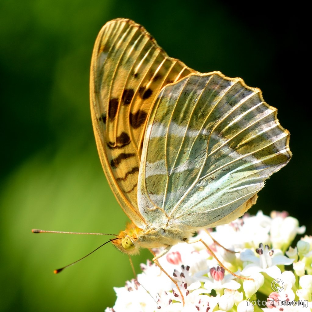 Zelena sedefica, Argynnis paphia