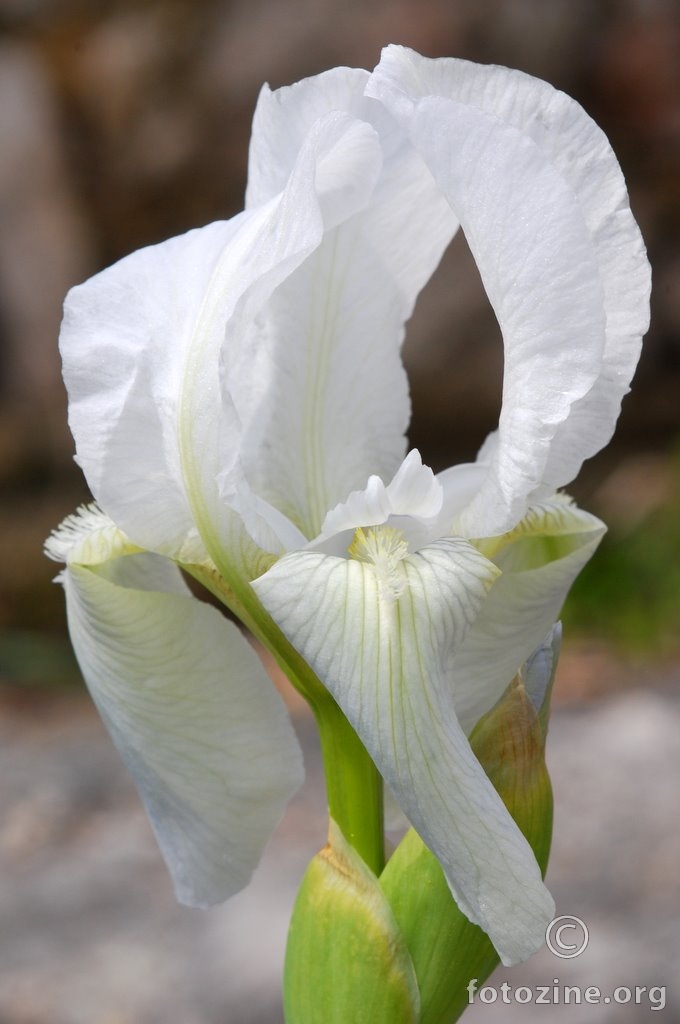 Bijela perunika, Iris sp.