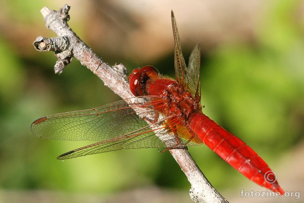 Vatreni jurišnik, Crocothemis erythrea