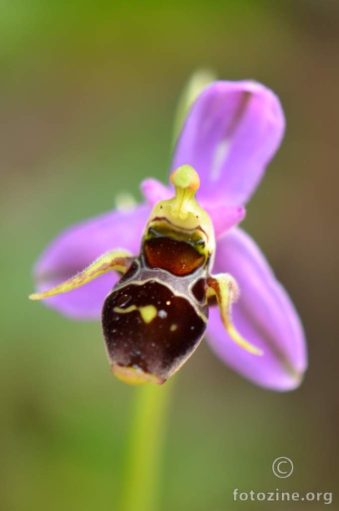 Ophrys rhodostephane Devillers et Devillers-Tersch