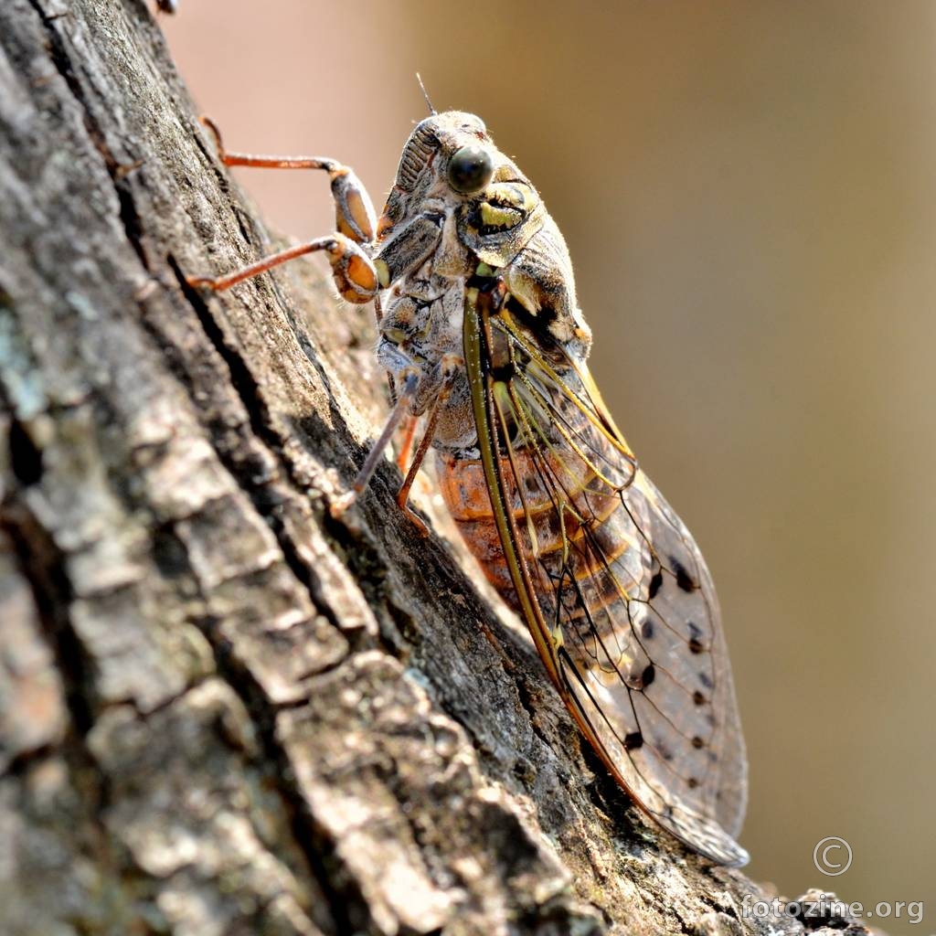 Cvrčak, Cicada orni