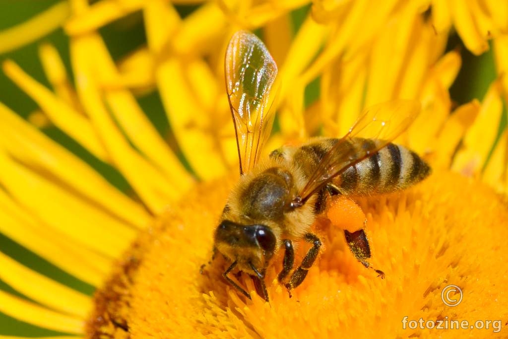 Pčela, Apis mellifera