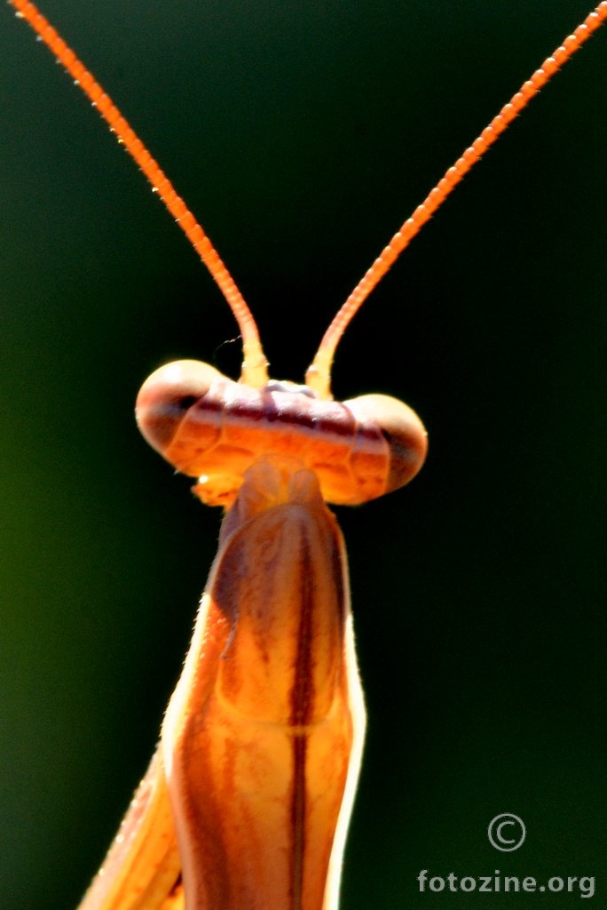 Bogomoljka, Mantis religiosa