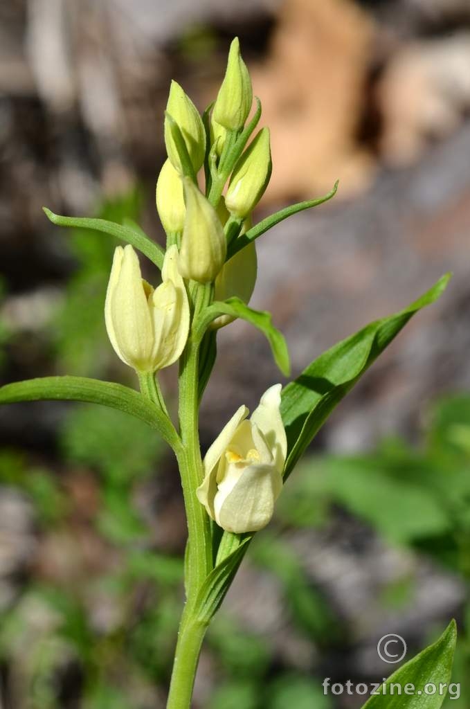 Bijela naglavica, Cephalanthera damasonium