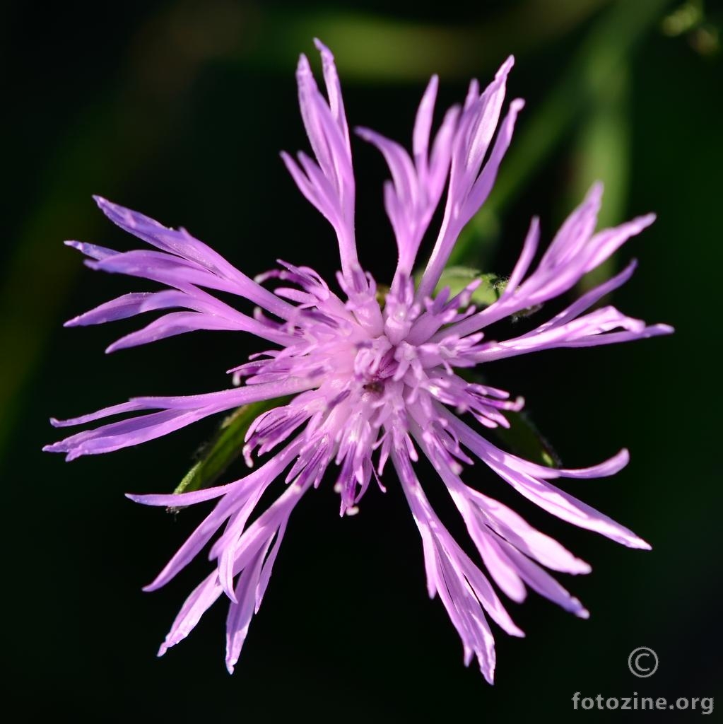 Zečina, Centaurea sp.