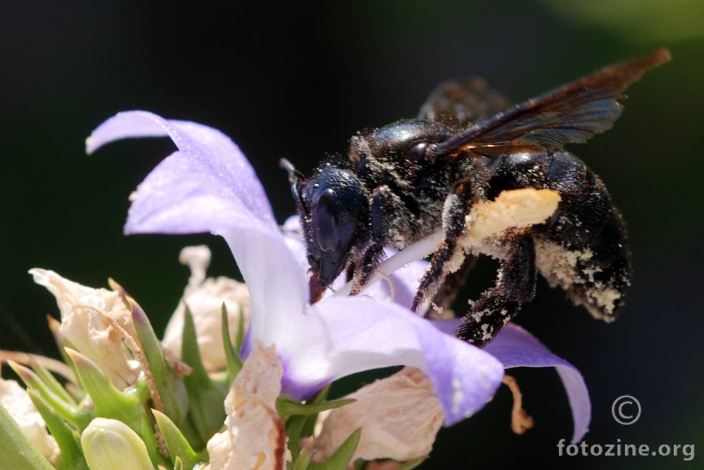 Crna pčela drvarica, Xylocopa violacea