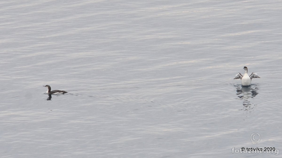 Crnogrli plijenor, Gavia arctica