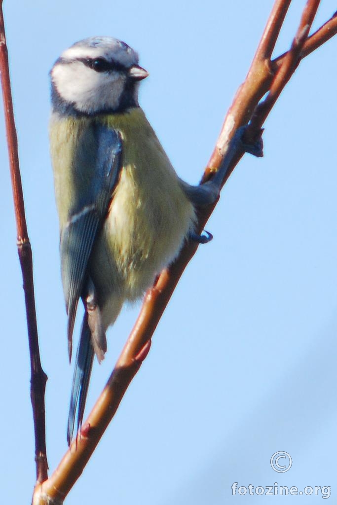 Plavetna sjenica, Parus caeruleus