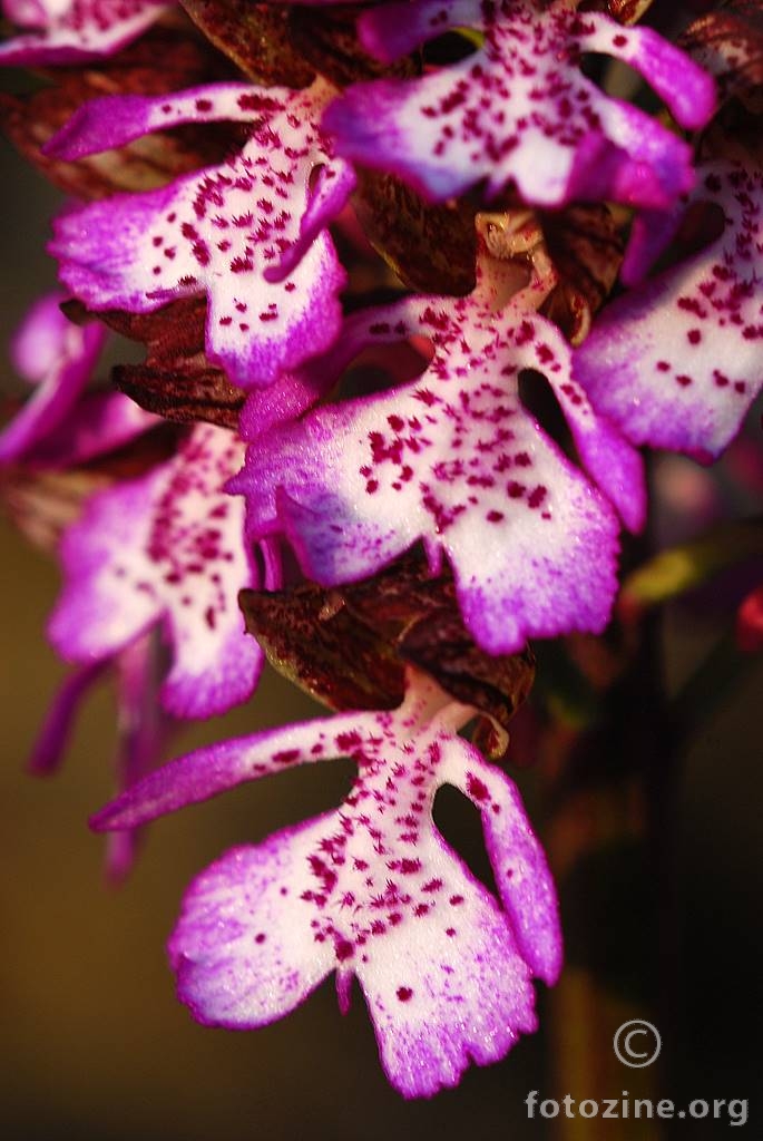 Grimizni kaćun, Orchis purpurea