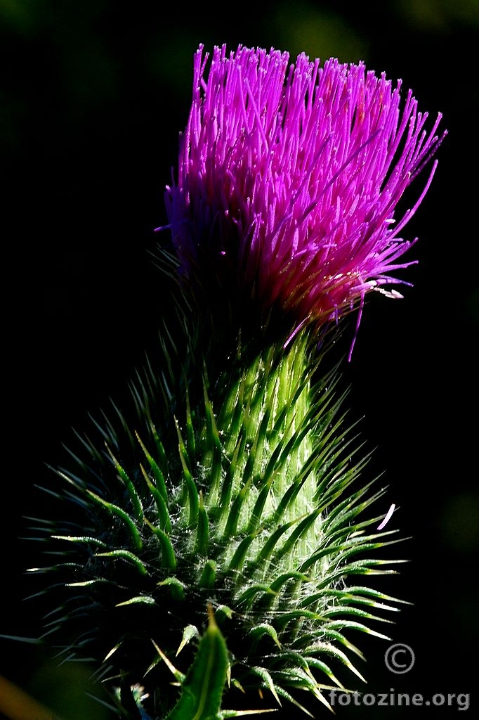 Kopljasti osjak, Cirsium vulgare