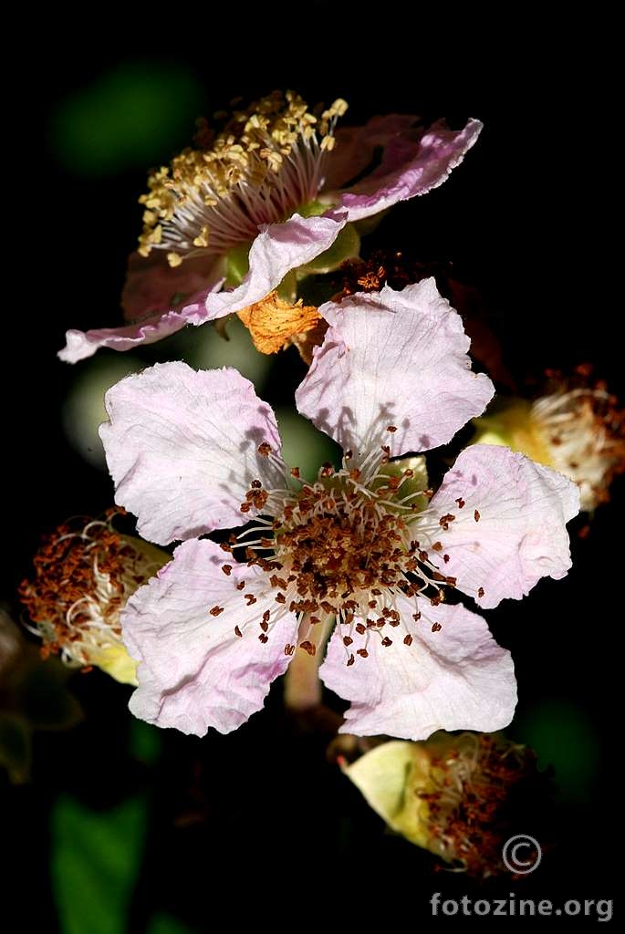 Kupina, Rubus fruticosus