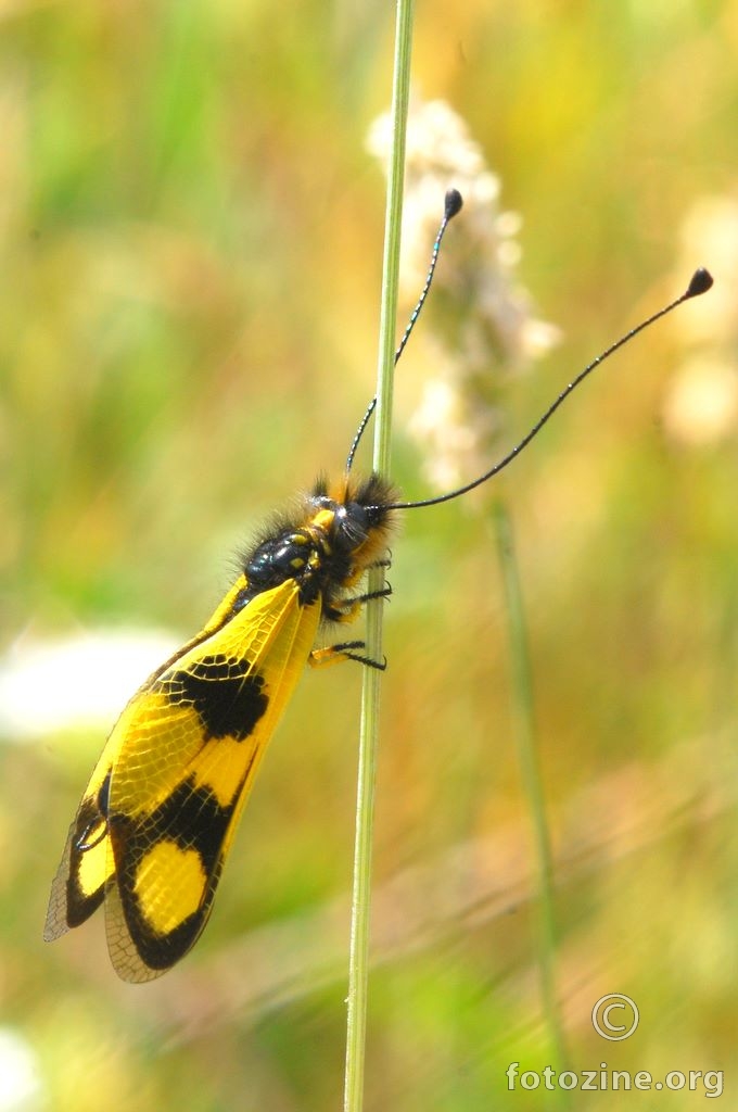 Leptirak, Ascalaphus libelluloides