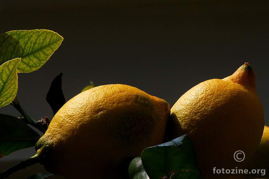 Limun, Citrus limon