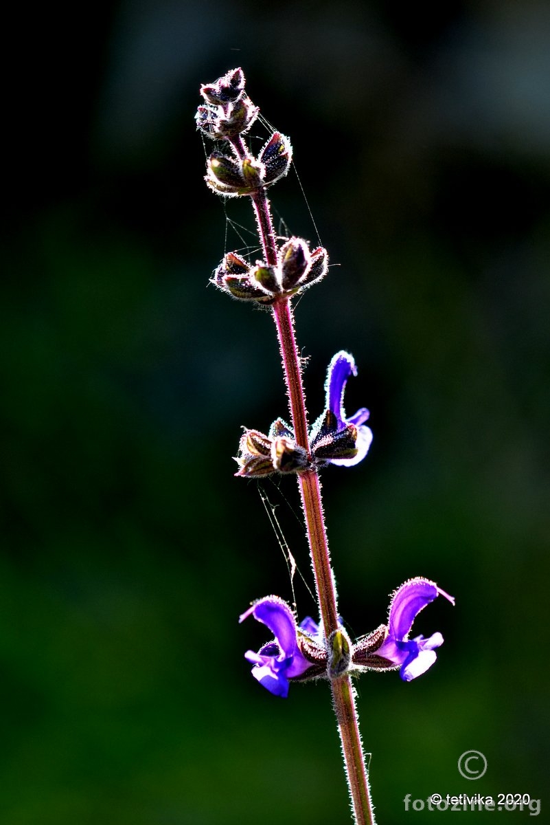 Livadna kadulja, Salvia pratensis subsp. bertolonii 