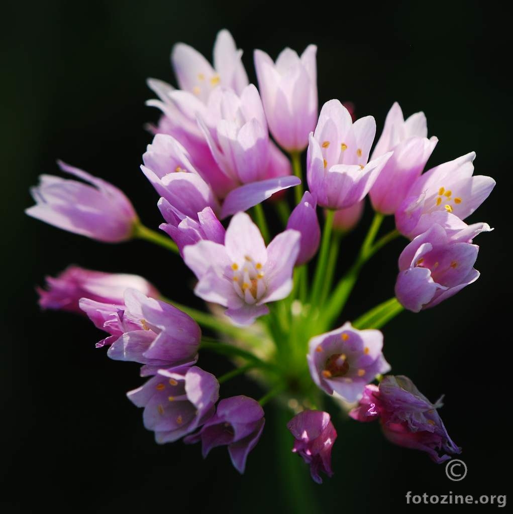 Ljubičasti luk, Allium roseum