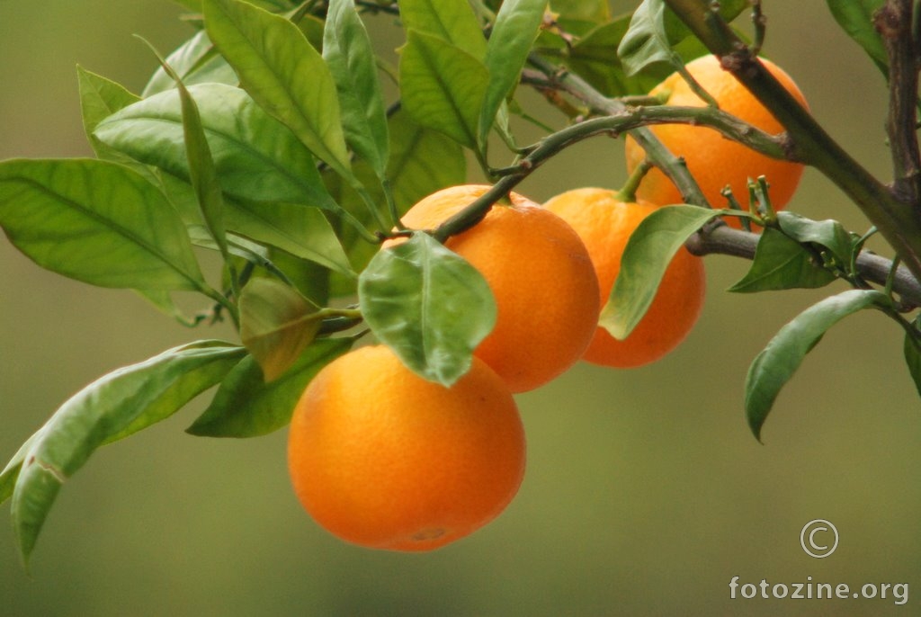 Mandarina, Citrus sp.