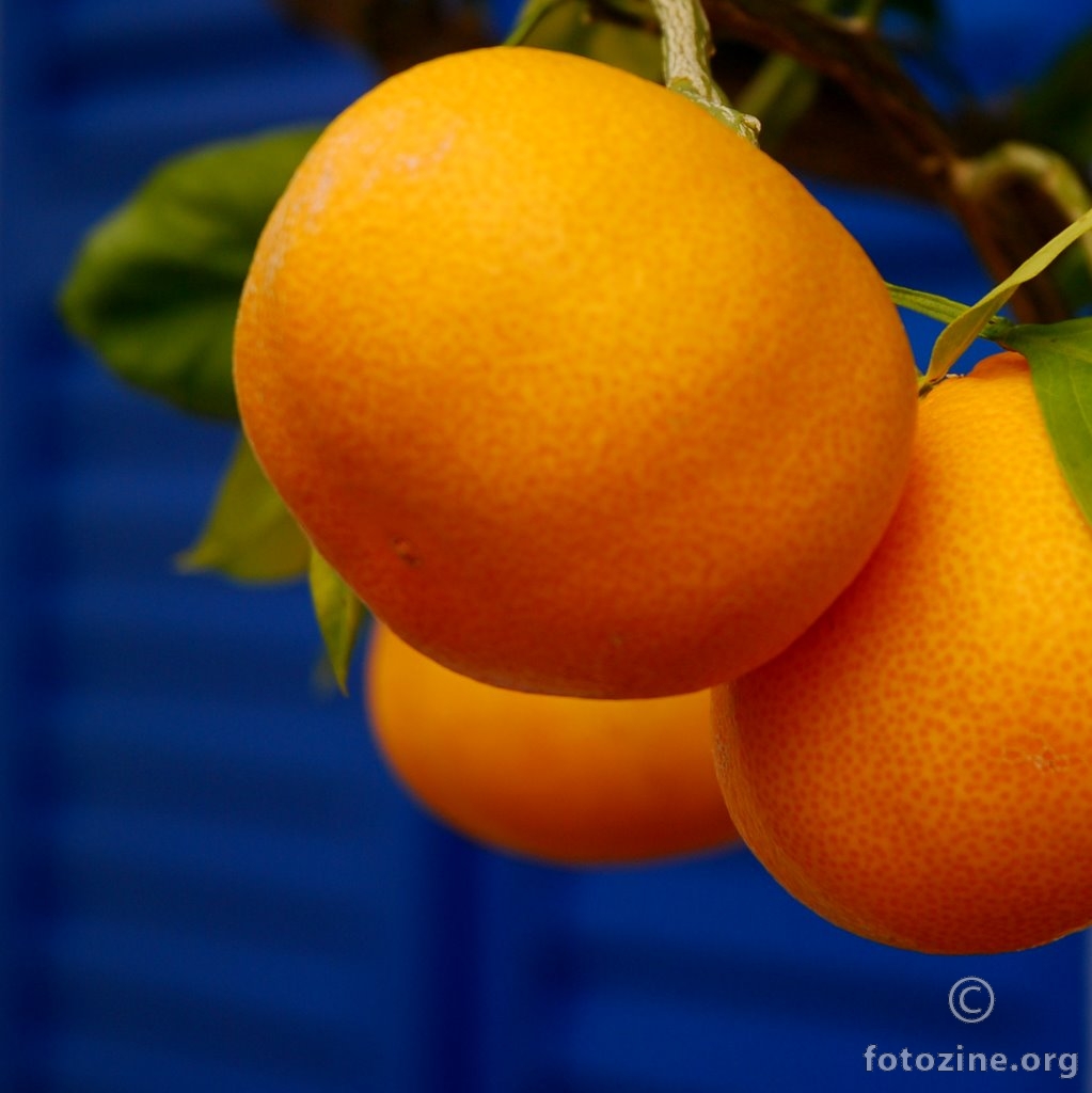 Mandarinka, Citrus deliciosa